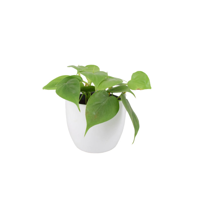 Philodendron Scandens 12cm Pot