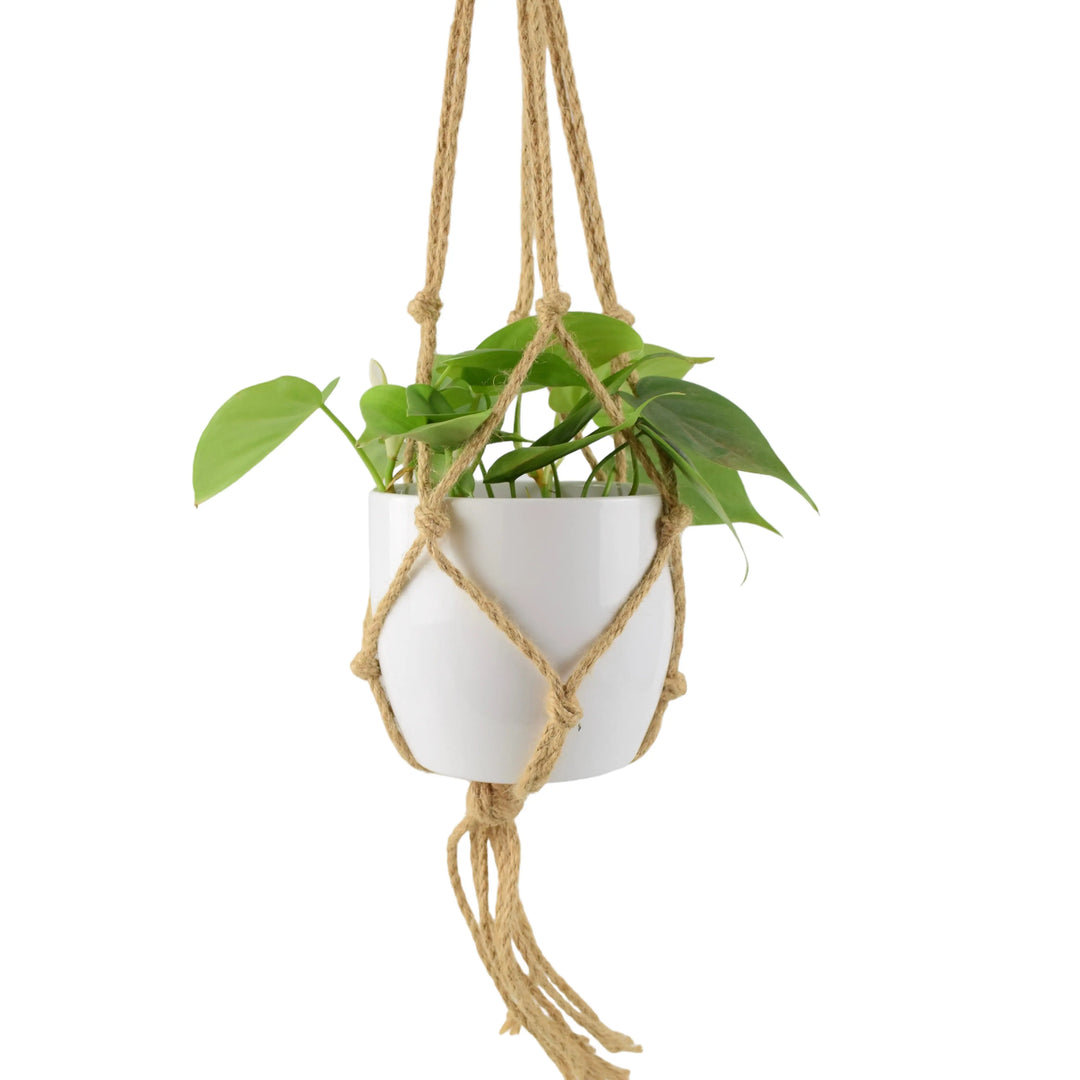 Philodendron Scandens 12cm Pot