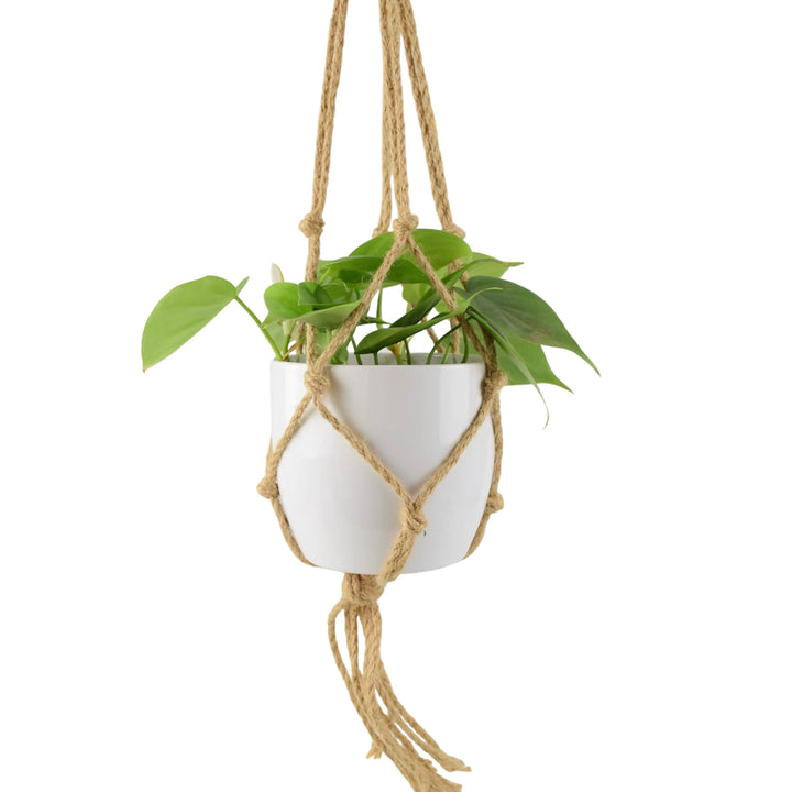 Philodendron Scandens 12cm Pot