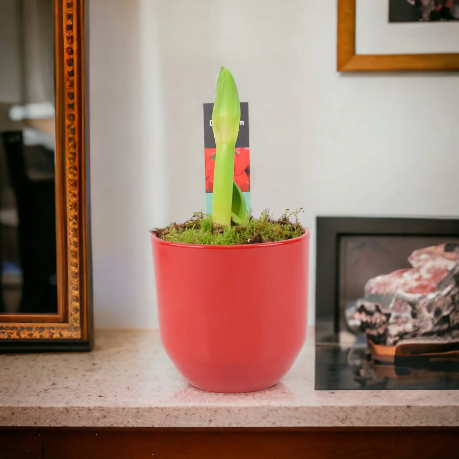 Amaryllis Red In 12cm Plants By Post