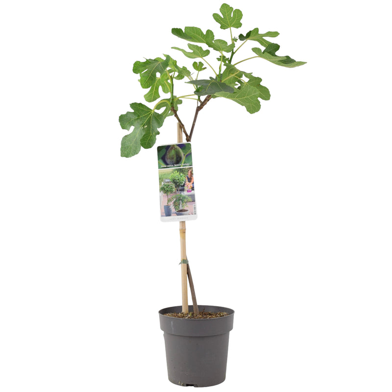 Ficus Brown Turkey Fig Tree 80-90cm Plants By Post