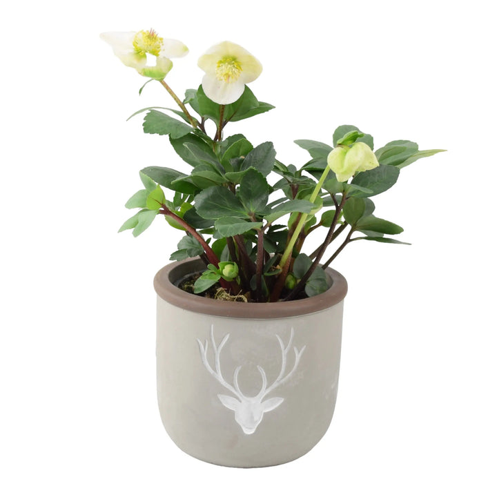 Hellebore in 12cm Concrete Stag Pot Plants By Post