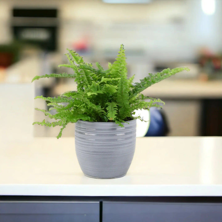 Boston Fern (Nephrolepsis) In 12cm