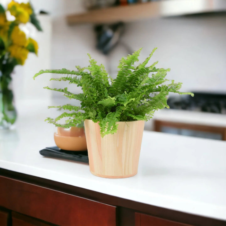 Boston Fern (Nephrolepsis) In 12cm