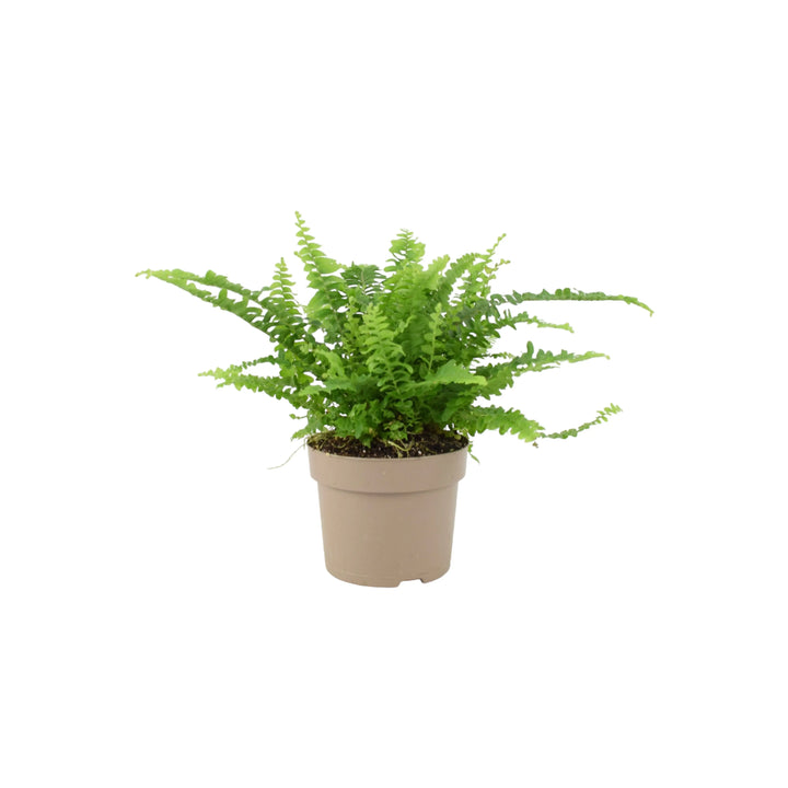 Boston Fern (Nephrolepsis) In 12cm