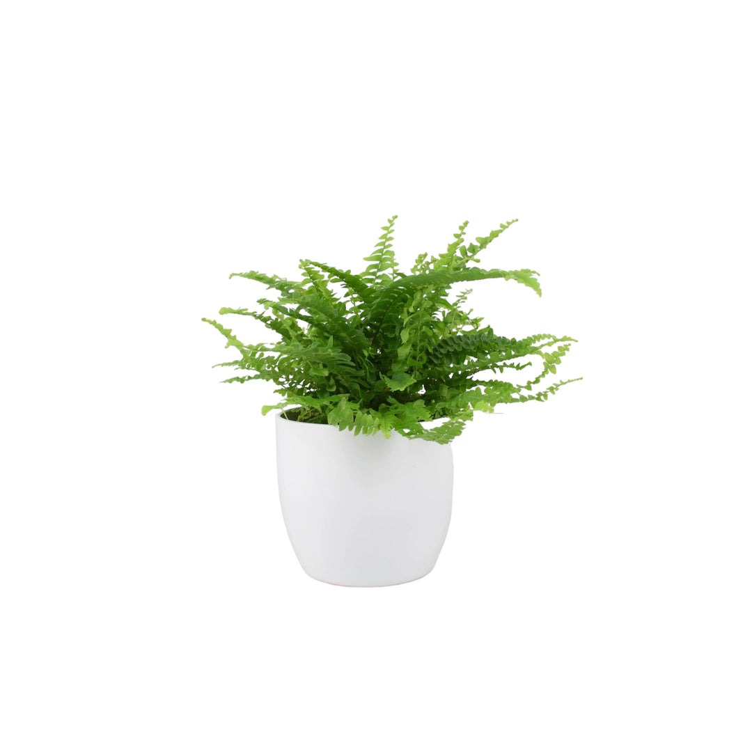 Boston Fern (Nephrolepsis) In 12cm