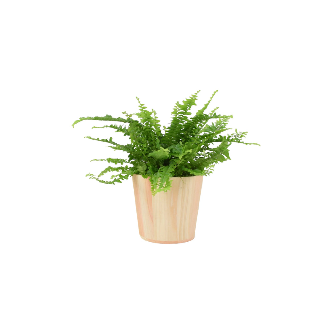 Boston Fern (Nephrolepsis) In 12cm