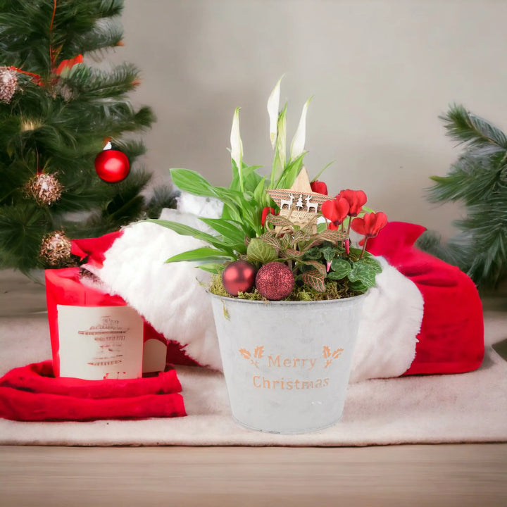 Merry Christmas Planted Indoor Arrangement Plants By Post