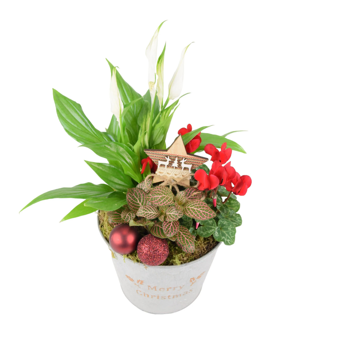 Merry Christmas Planted Indoor Arrangement Plants By Post