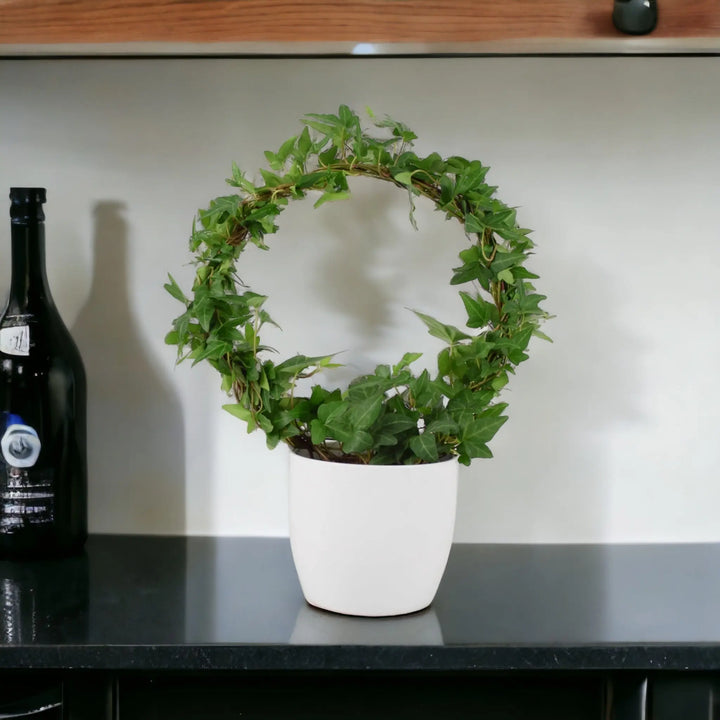 Hedera (Ivy) Hoop in 12cm Plants By Post