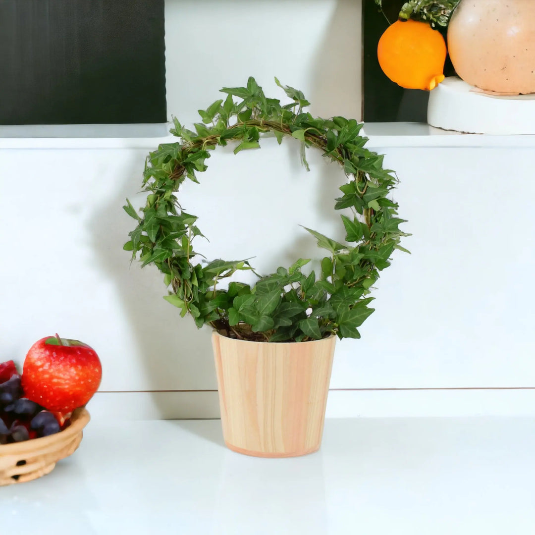 Hedera (Ivy) Hoop in 12cm Plants By Post