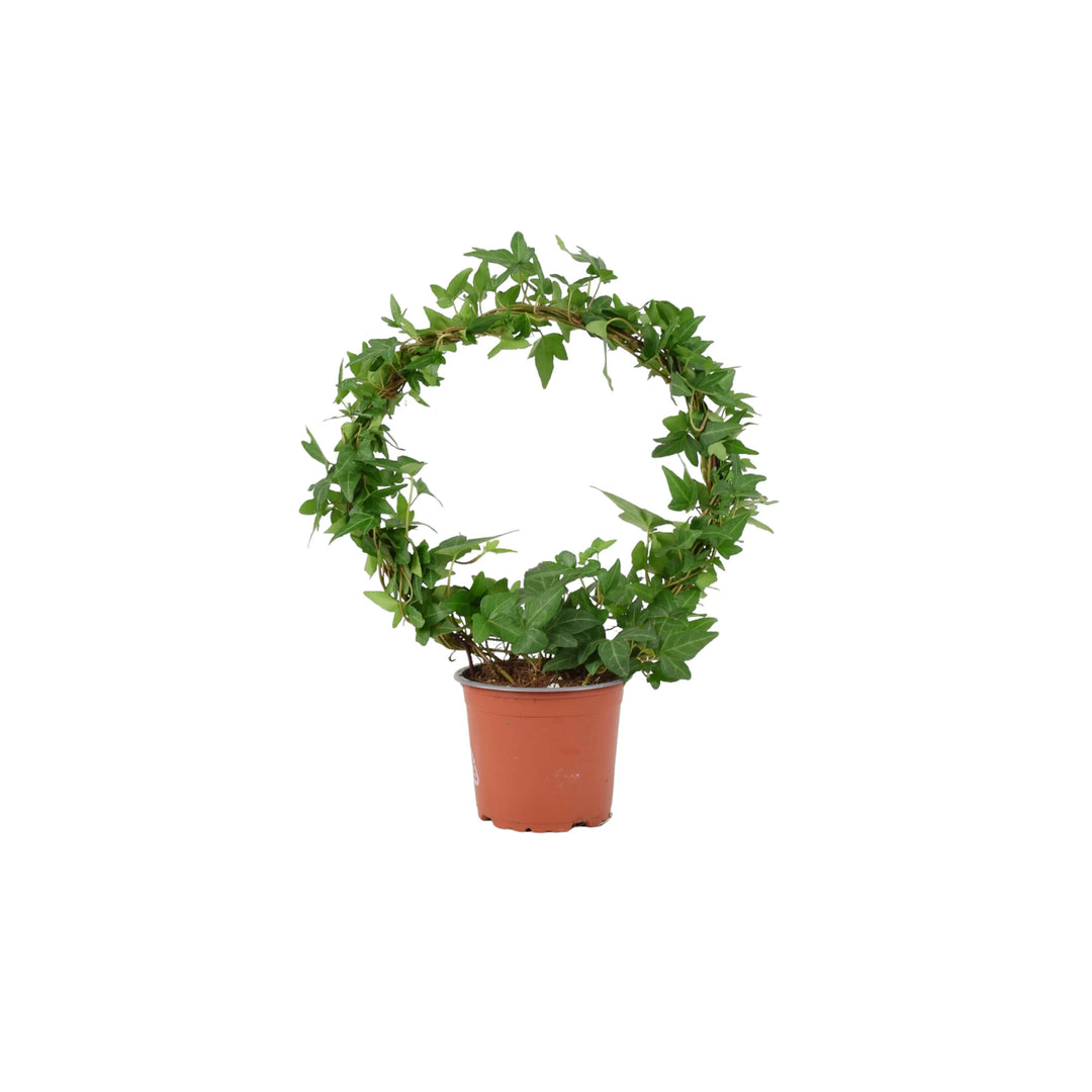 Hedera (Ivy) Hoop in 12cm Plants By Post