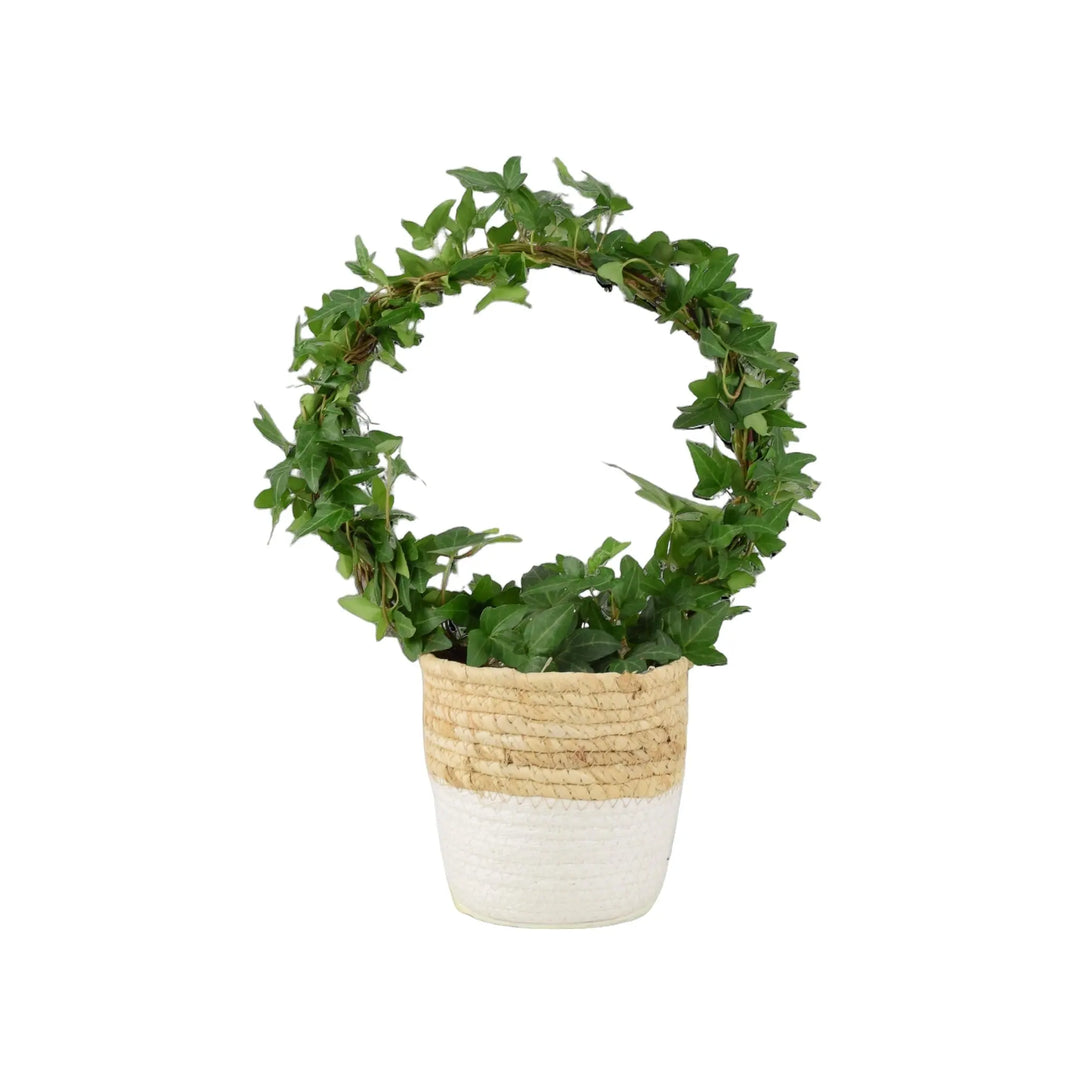 Hedera (Ivy) Hoop in 12cm Plants By Post