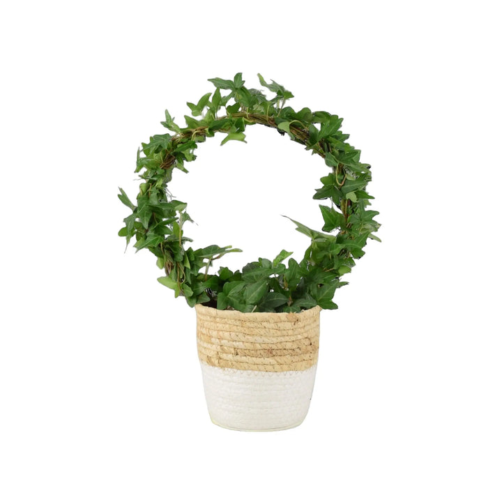 Hedera (Ivy) Hoop in 12cm Plants By Post