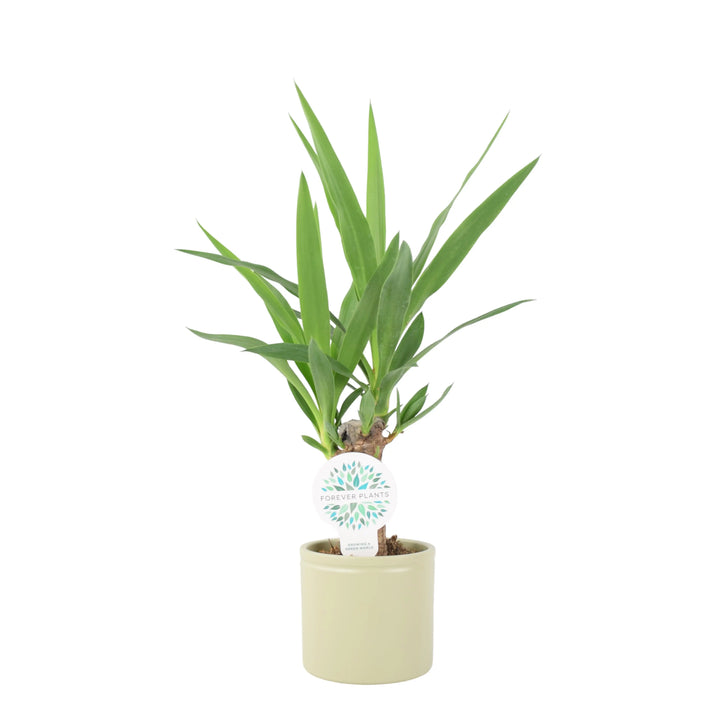 Yucca Elephantipes 12cm Plants By Post UK