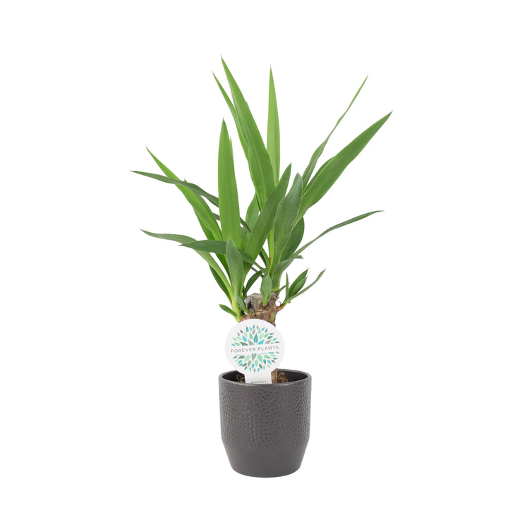 Yucca Elephantipes 12cm Plants By Post UK