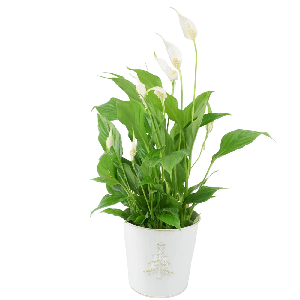 Spathiphyllum Peace Lily 12cm In Christmas Tree Zinc Plants By Post UK