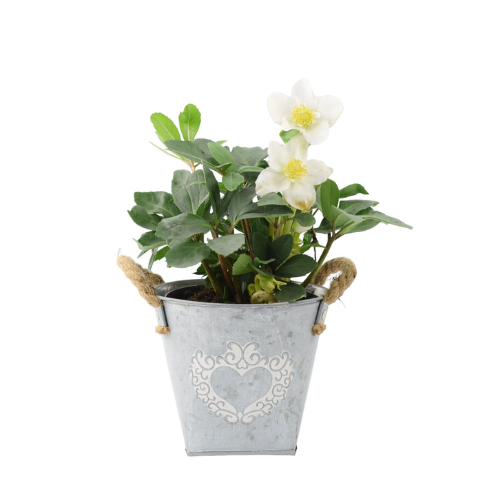 Hellebore Christmas Carol 15cm in Heart Planter Plants By Post