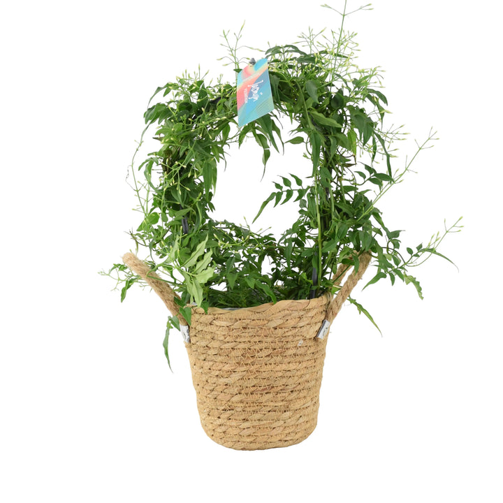 Jasmine Hoop 12cm Plants By Post UK