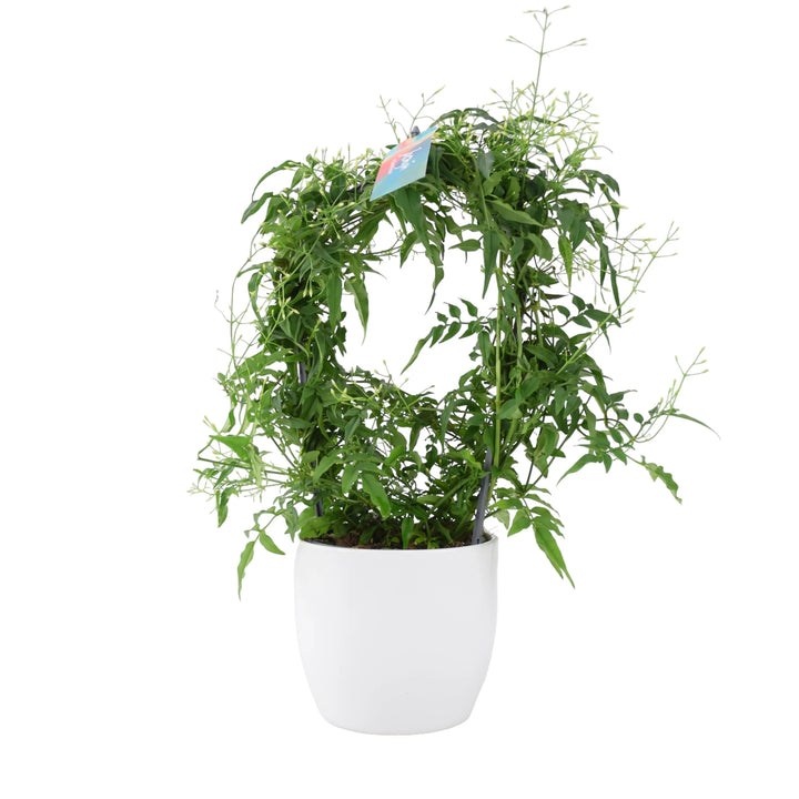 Jasmine Hoop 12cm Plants By Post UK