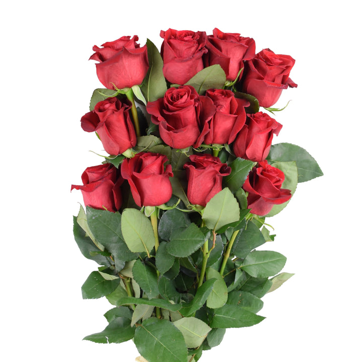 Premium Valentine’s Day Dozen Red Freedom Roses