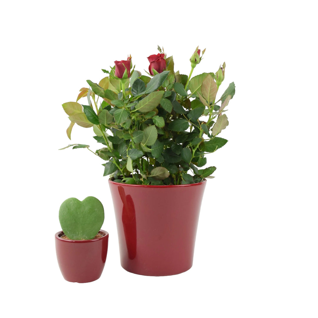 Valentine’s Day Houseplant Duo