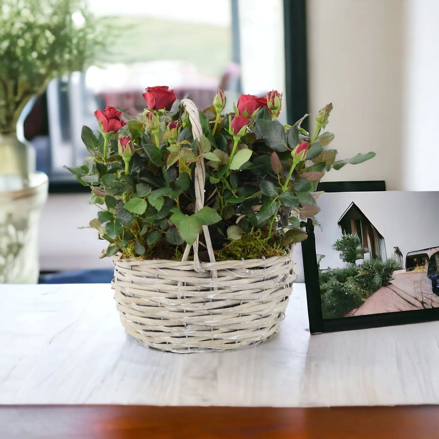 Rose Red Indoor Planted Basket