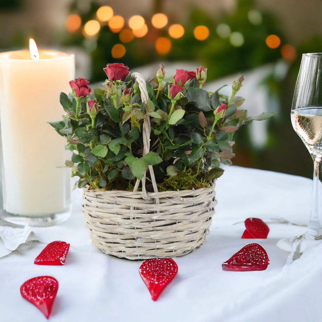 Rose Red Indoor Planted Basket