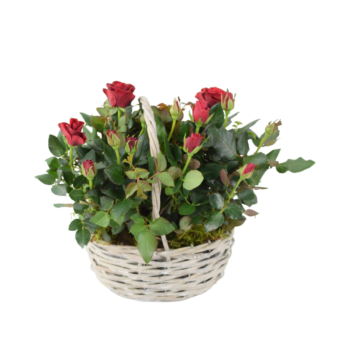 Rose Red Indoor Planted Basket