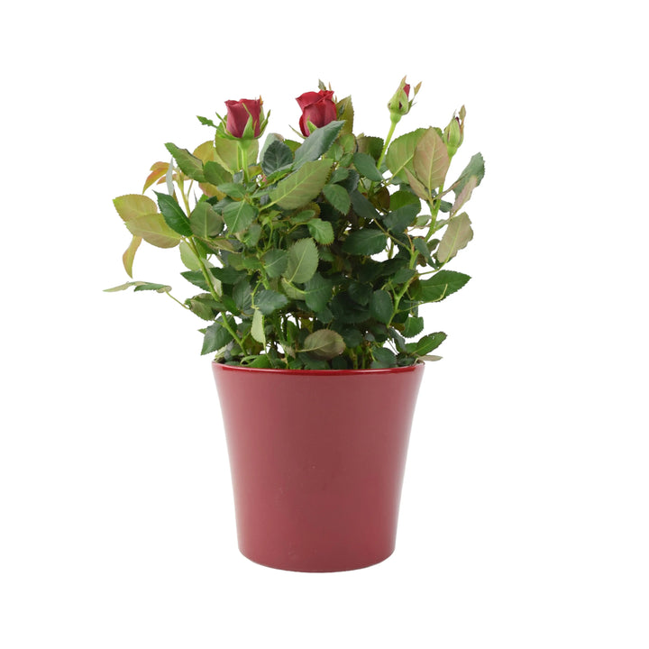 Red Rose Miniature in 12cm Pot