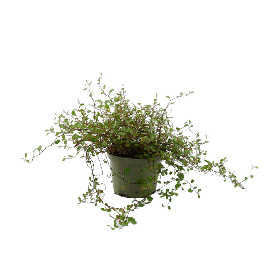 Muehlenbeckia Complexa Maidenhair Vine 11cm Pot Plants By Post