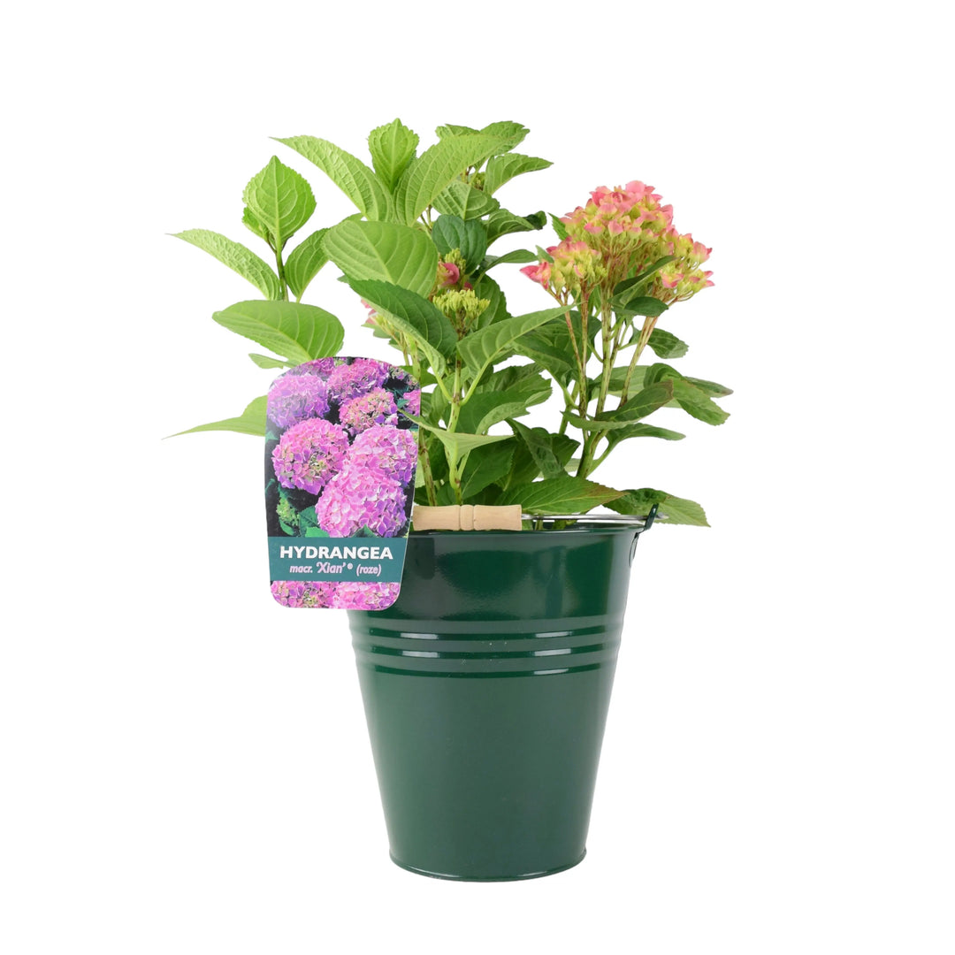 Hydrangea Macrophylla Pink Plants By Post