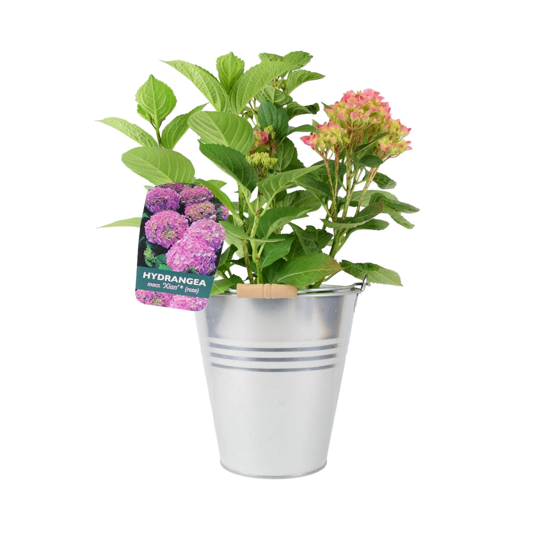 Hydrangea Macrophylla Pink Plants By Post