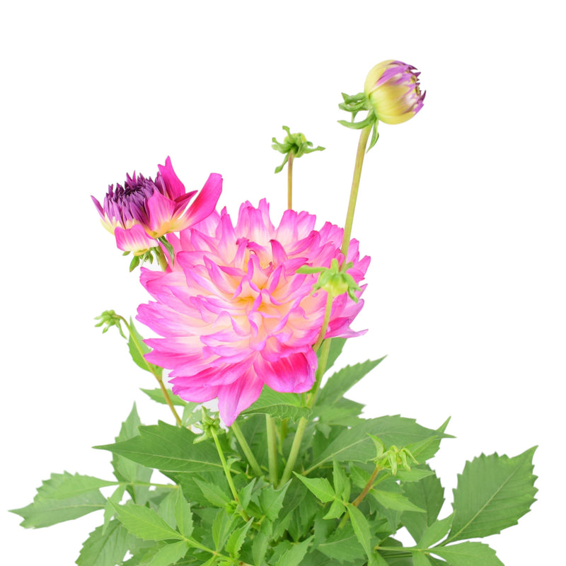 Dahlia Maggiore Rose Bicolour Plants By Post