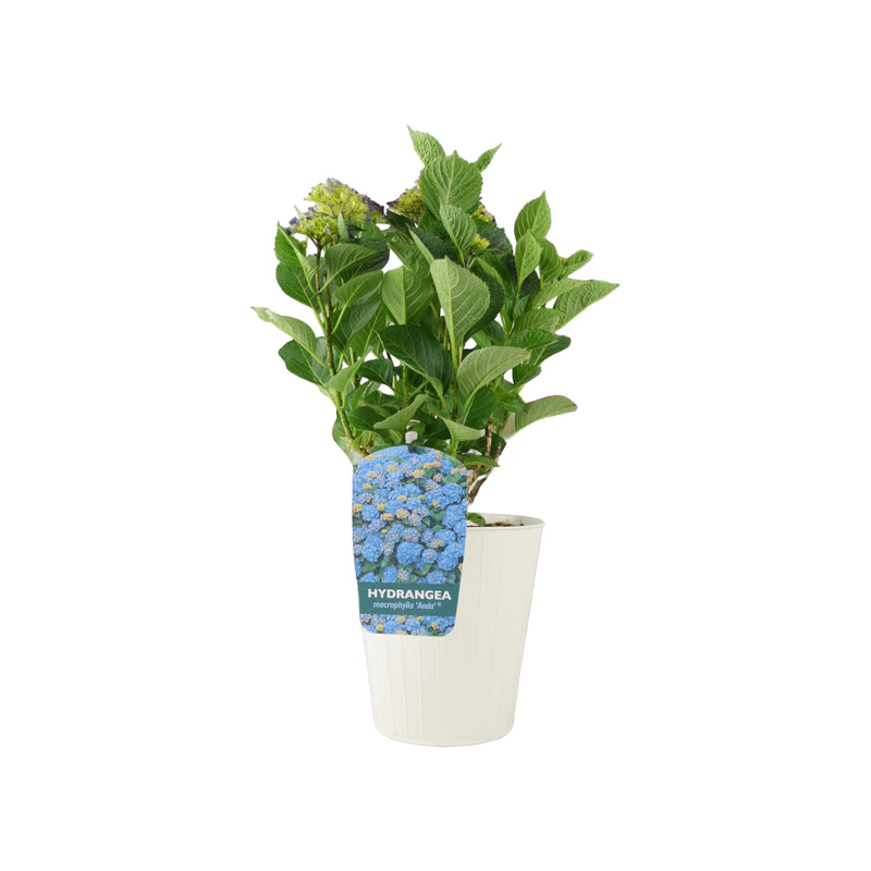 Hydrangea Macrophylla Blue