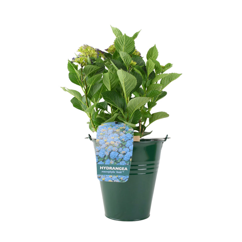 Hydrangea Macrophylla Blue Plants By Post
