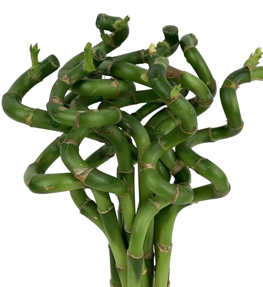 Lucky Bamboo 10 Spiral Stems 30cm Tall Plants By Post