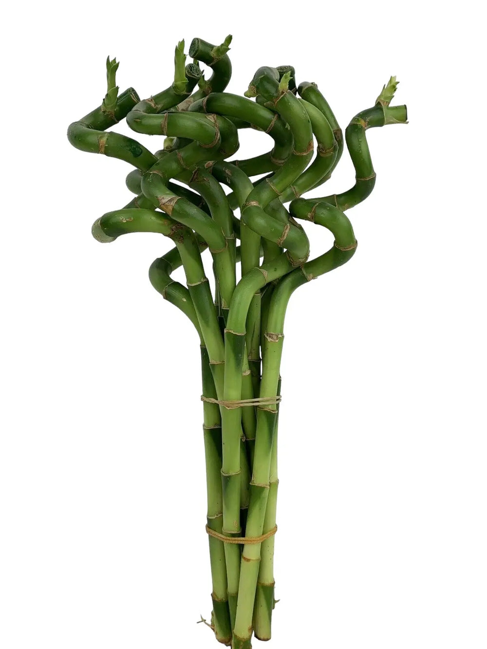 Lucky Bamboo 5 Spiral Stems 30cm Tall Plants By Post