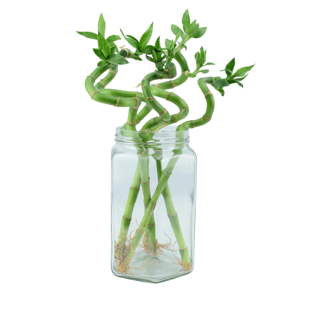 Lucky Bamboo 5 Spiral Stems In Glass Jar Plants By Post