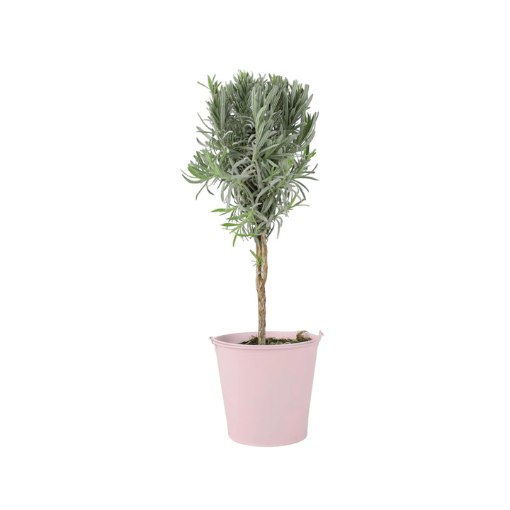 Lavender Tree 40cm