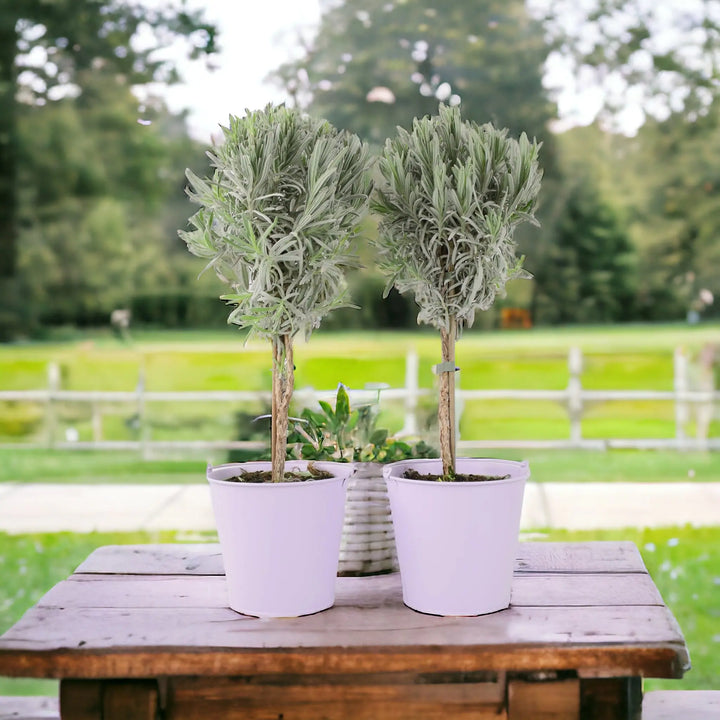 Lavender Tree 40cm plants by post