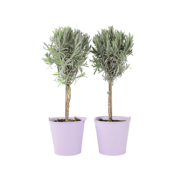 Lavender Tree 40cm plants by post