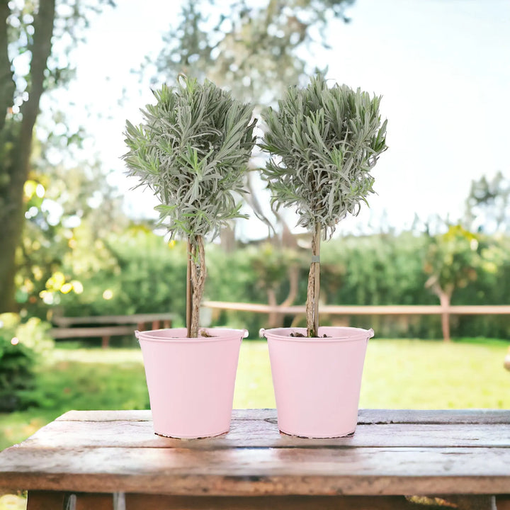 Lavender Tree 40cm plants by post