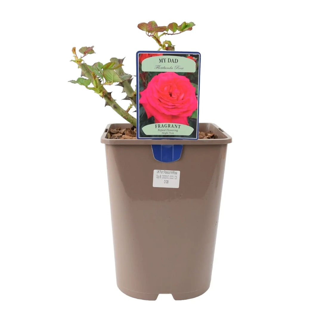 Rose My Dad 5.5 Litre Pot Plants By Post