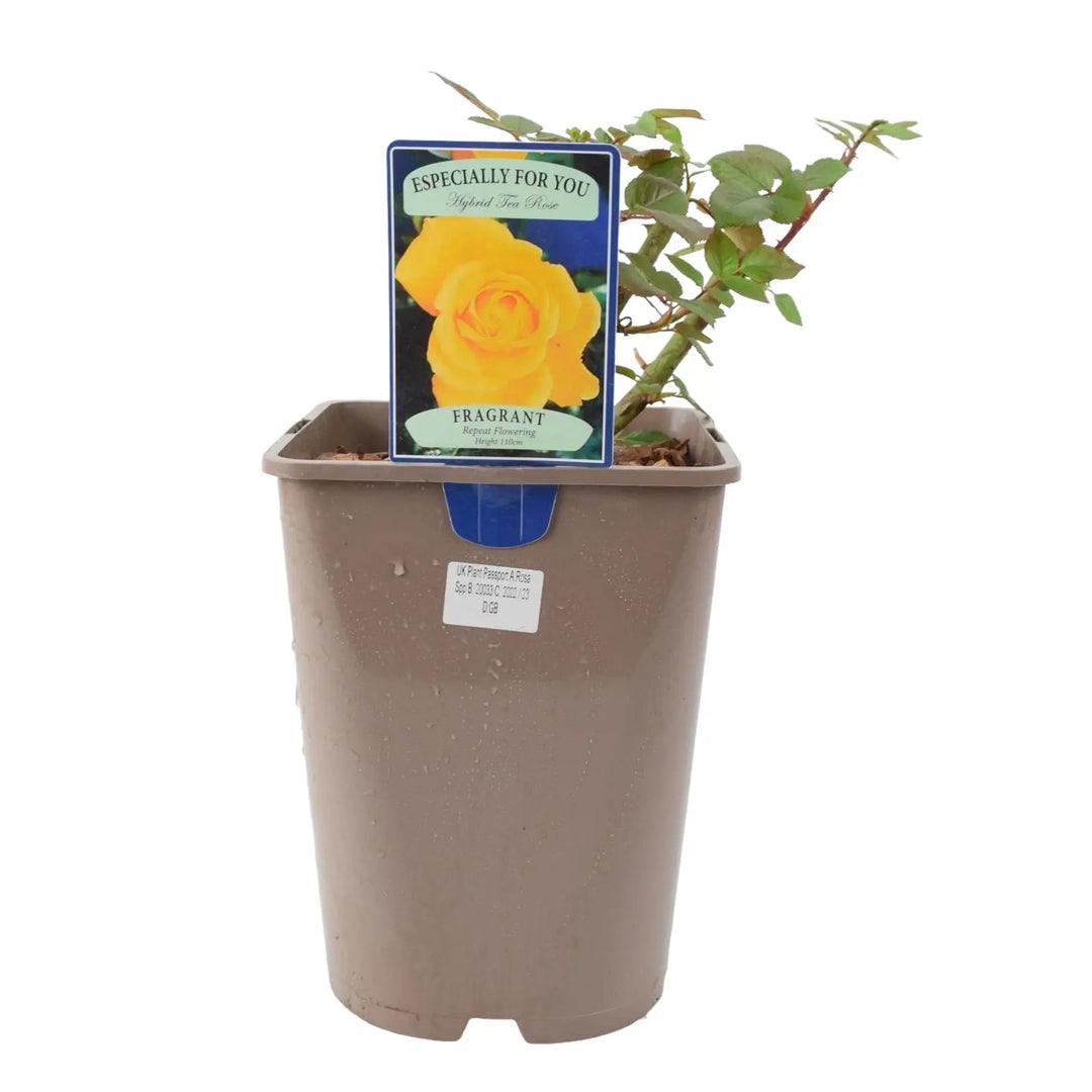 Rose Especially for You 5.5L Plants By Post