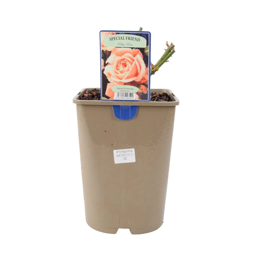 Rose Special Friend Bush 5.5L Plants By Post