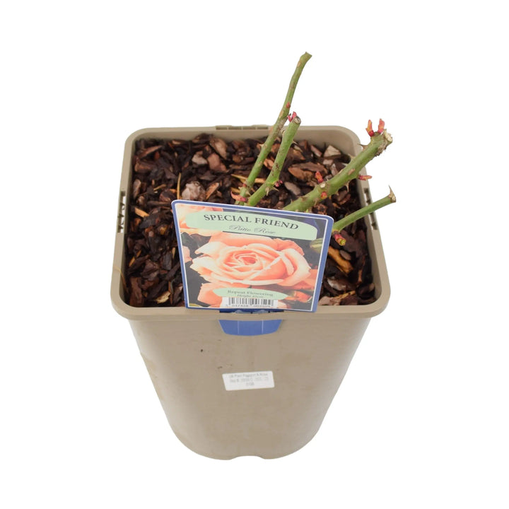 Rose Special Friend Bush 5.5L Plants By Post