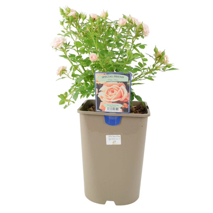 Rose Special Friend Bush 5.5L Plants By Post