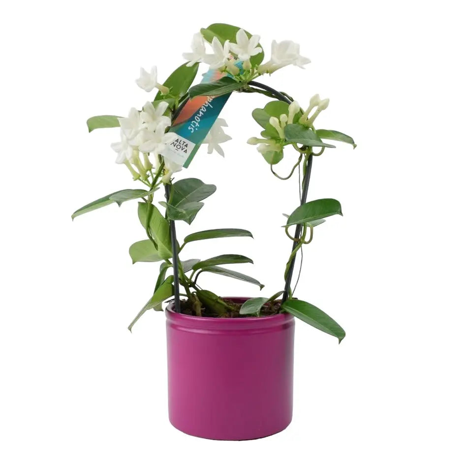 Stephanotis Floribunda Jasmine Hoop in Cerise Matte Ceramic Pot Plants By Post UK