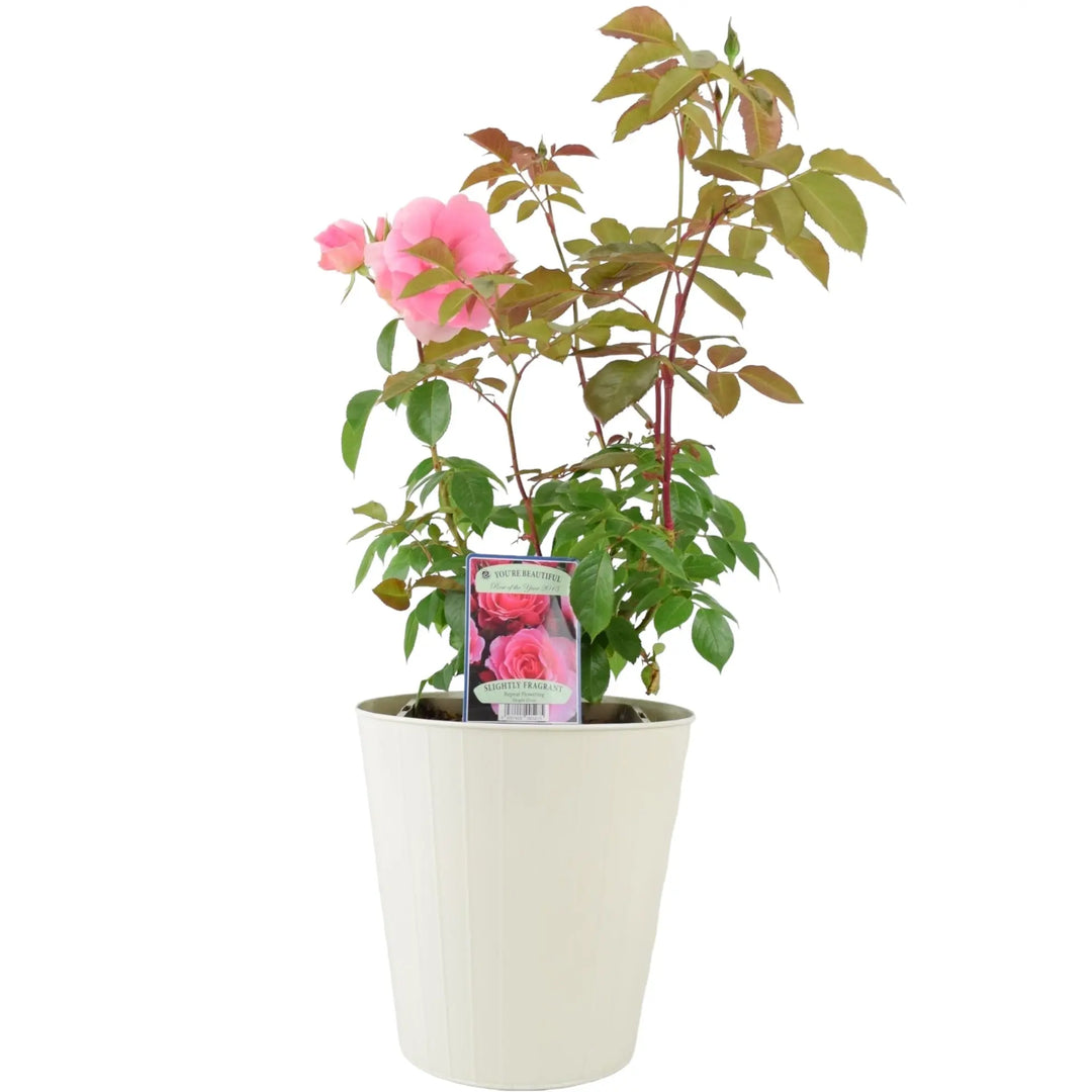 Rose You're Beautiful Bush 5.5L Plants By Post
